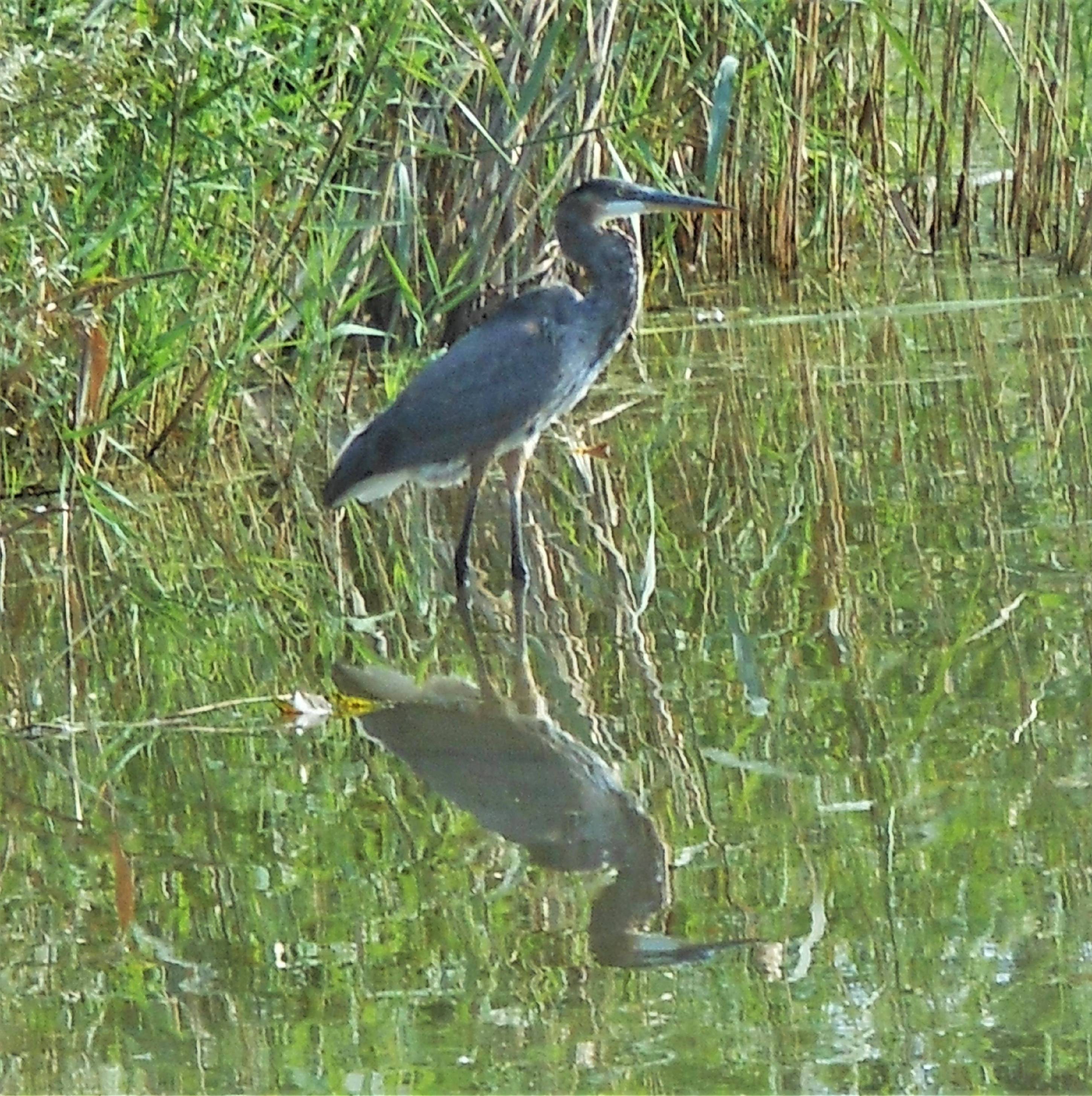 Great Blue Heron at Retention Pond - Copy - Copy